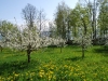 Blommande äppelträd